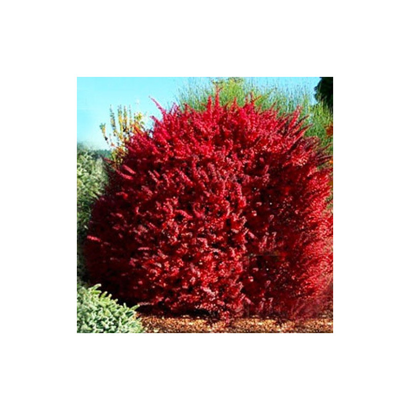 berberys golden ring