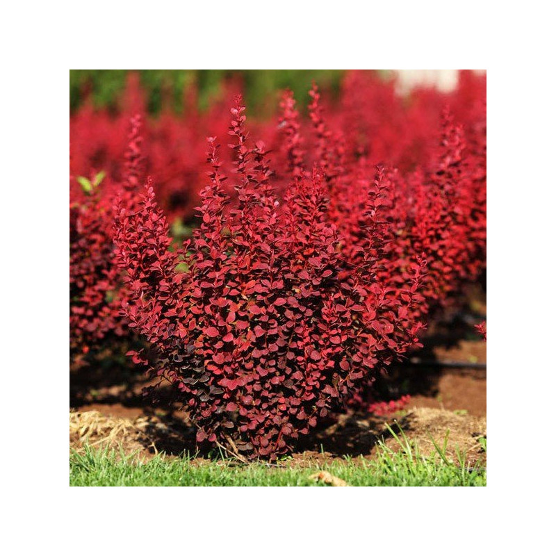 berberys pomarańczowy