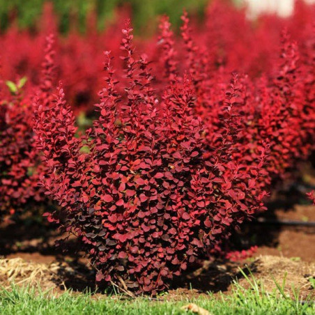 berberys pomarańczowy