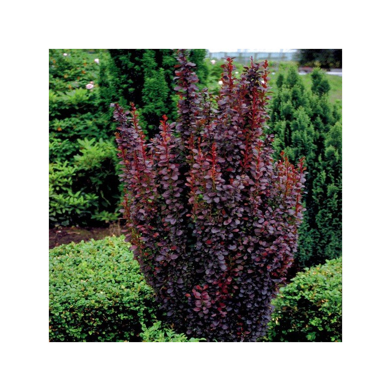 Berberys red pillar sklep