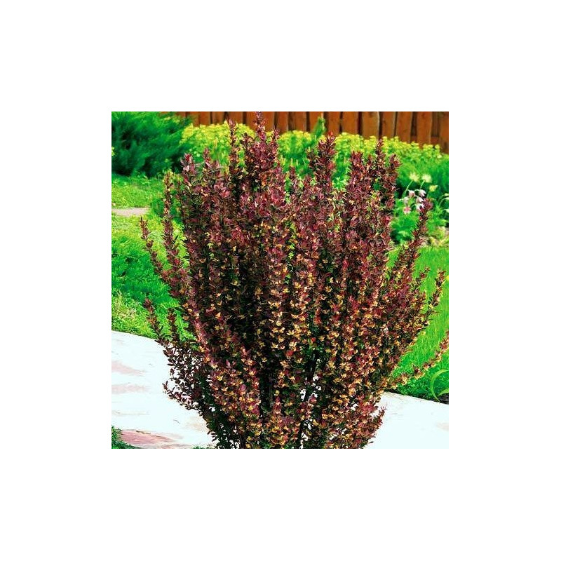 Berberys na zywopłot