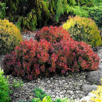Berberys Thunberga "ATROPURPUREA NANA"