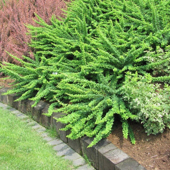 berberys płożący sklep