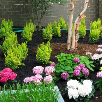 berberys goldenrod cena