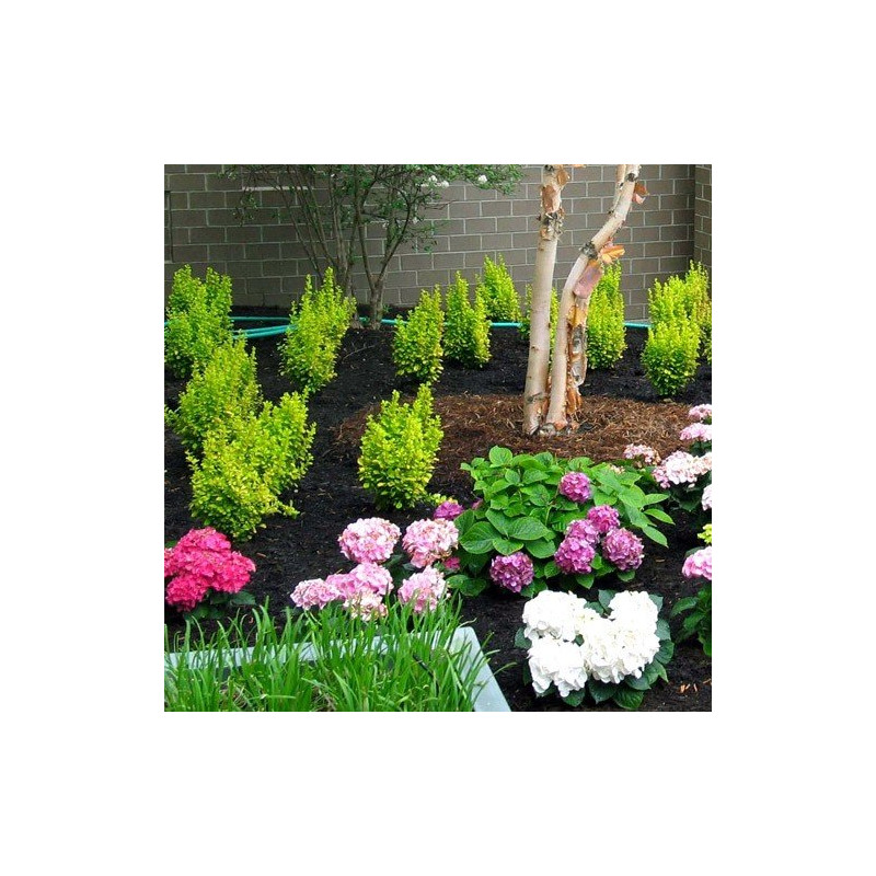 berberys goldenrod cena