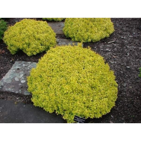 Berberys miniaturowy