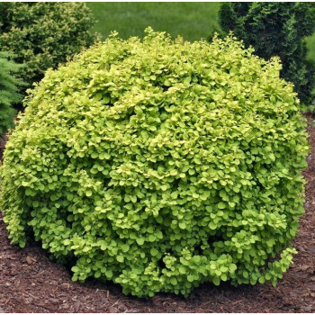 Berberys "Golden Divine"