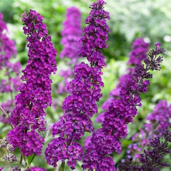 Budleja dawida Broder Beauty