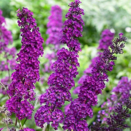 Budleja dawida Broder Beauty