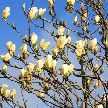 Magnolia Yellow River