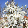 Magnolia sadzonka