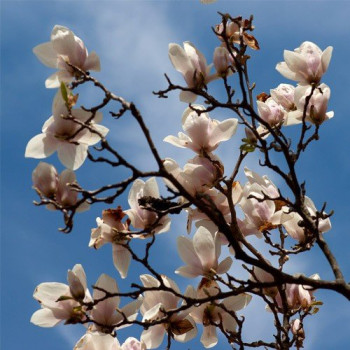 Magnolia pośrednia "Alba Superba"