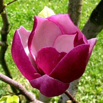 Magnolia 'Black Tulip'