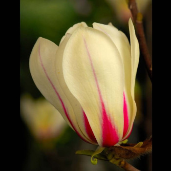 Magnolia ,,Sunrise"
