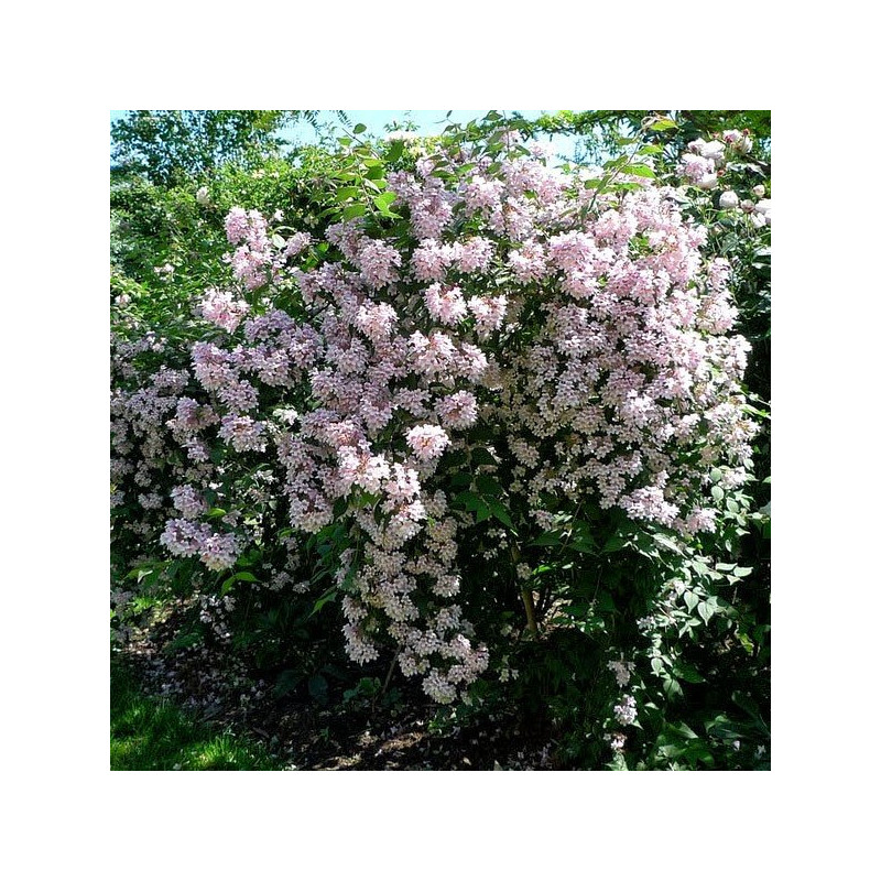 Kolkwicja Pink Cloud cena