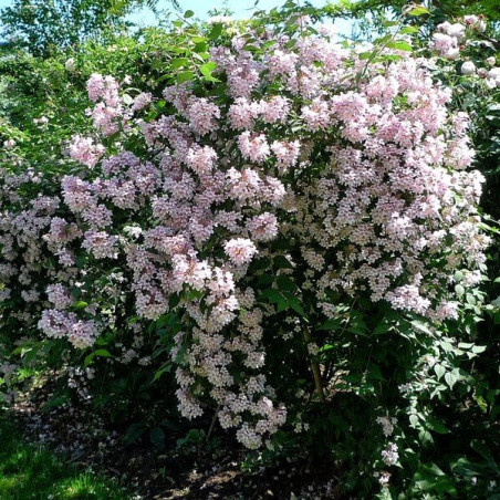 Kolkwicja Pink Cloud cena