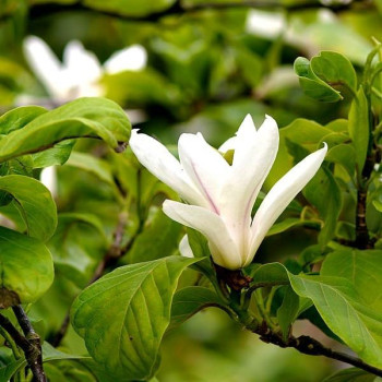 Magnolia ,,Lennei Alba"