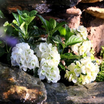 Hortensja Ogrodowa "Shakira"