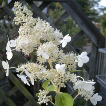 Hortensja bukietowa 'KYUSHU"'