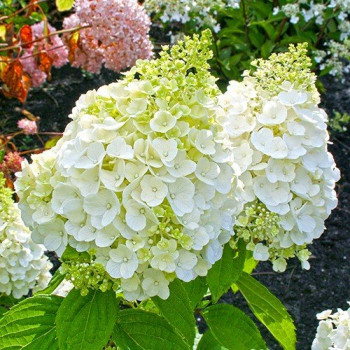 Hortensja bukietowa 'Mont Blanc'