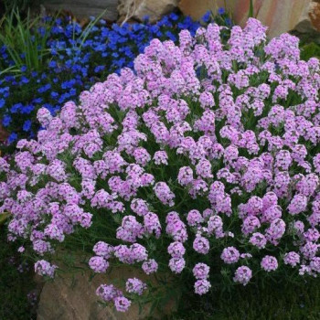 Skrzydlinka błoniasta