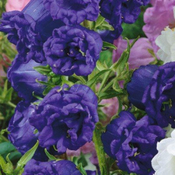 Dzwonek ogrodowy Blue Double