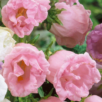 Dzwonek ogrodowy Pink Double