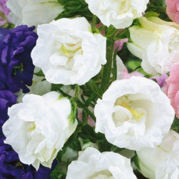 Dzwonek ogrodowy White Double