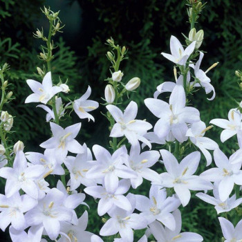 Dzwonek piramidalny Alba