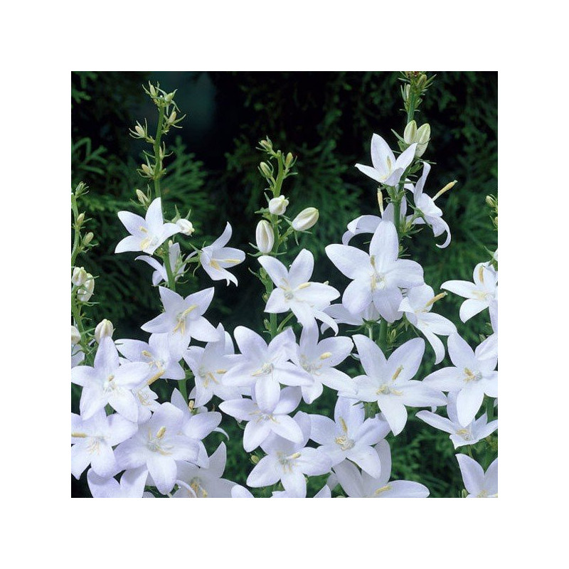 Dzwonek piramidalny Alba