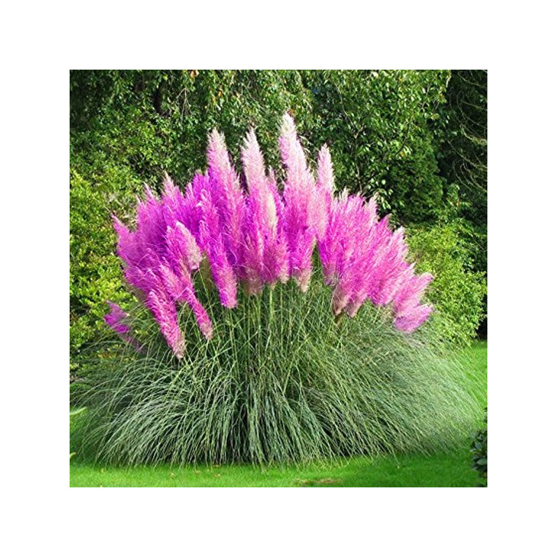 Trawa pampasowa cena