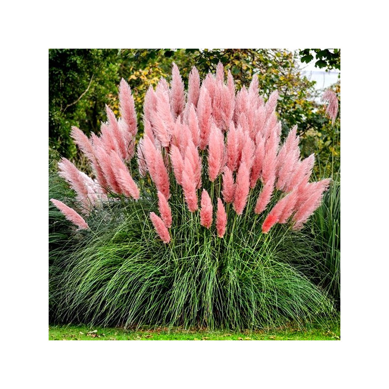 Trawa pampasowa sadzonka