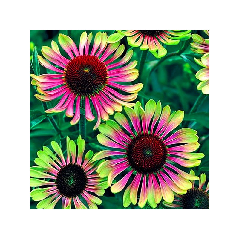 Jeżówka Green Twister echinacea