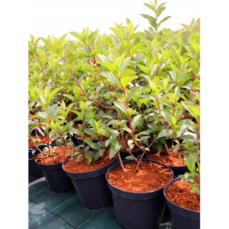 Hortensja bukietowa Renhy Vanille Fraise sadzonki