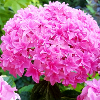 Hortensja Ogrodowa Perfection