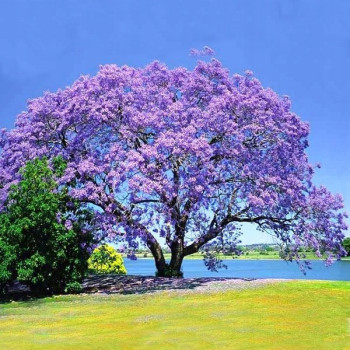 Paulownia - Cesarskie drzewko szczęścia