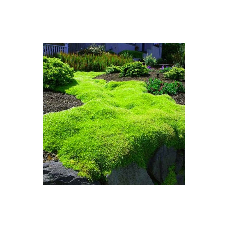 karmnik ościsty cena