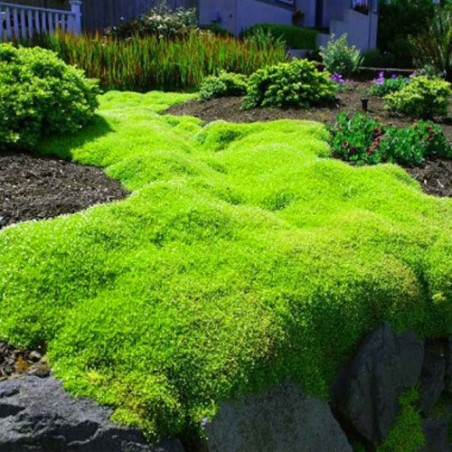 karmnik ościsty cena