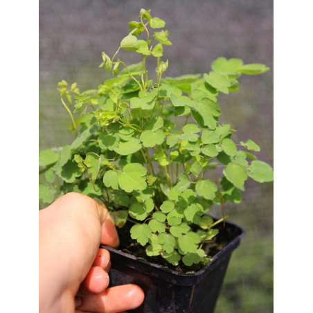 Rutewka delavaya sadzonki