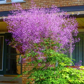 Rutewka delavaya sadzonki