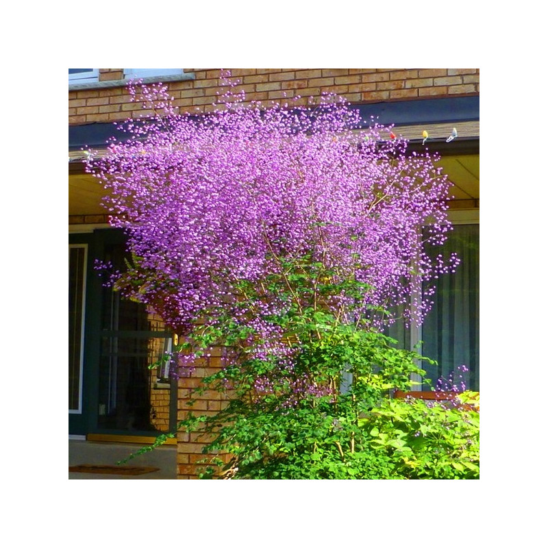 Rutewka delavaya sadzonki