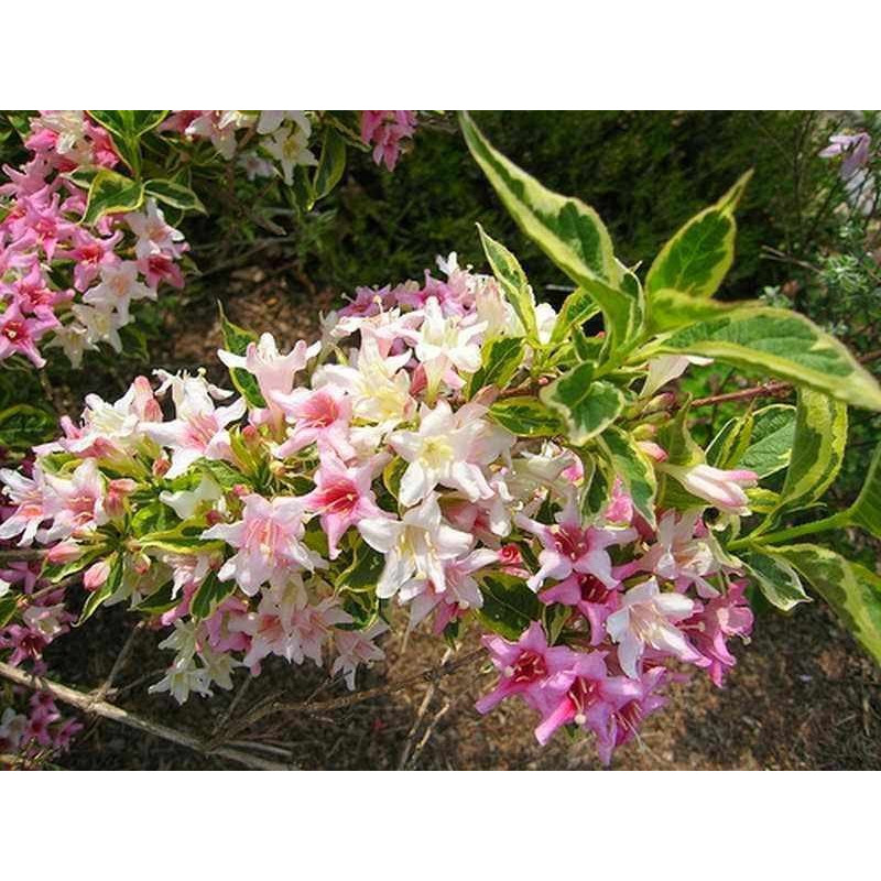 Krzewuszka cudowna nana variegata