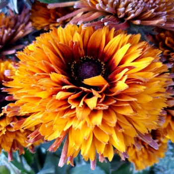 Rudbeckia Cheeroke Sunset