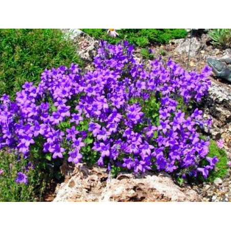 Dzwonek Dalmatyński sadzonki