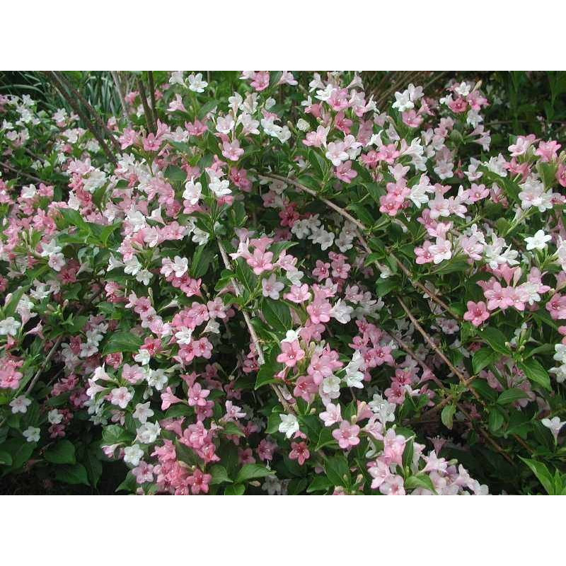 Krzewuszka cudowna nana variegata sklep