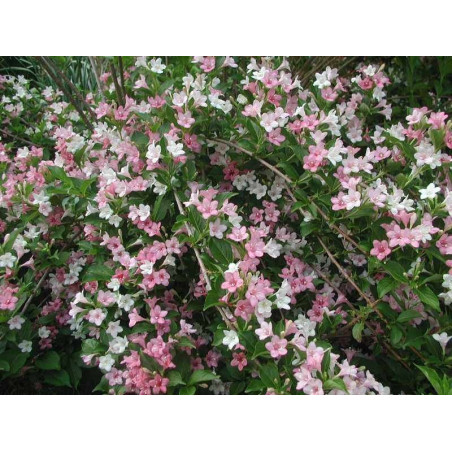 Krzewuszka cudowna nana variegata sklep