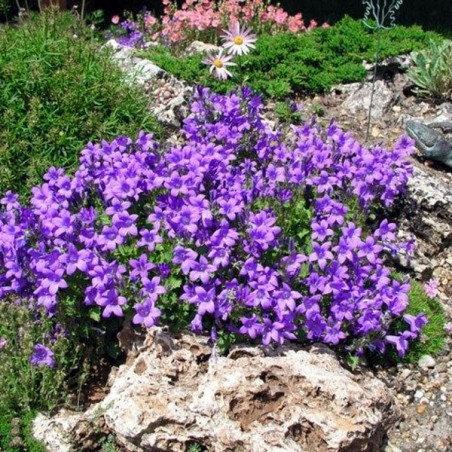 Dzwonek Dalmatyński sklep