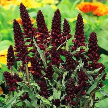 Tojeść ciemnopurpurowa