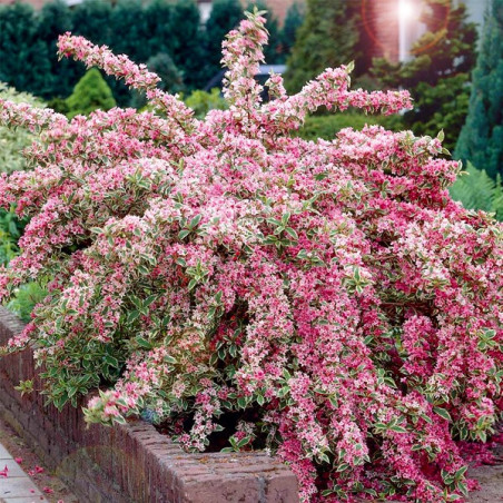 Krzewuszka cudowna nana variegata