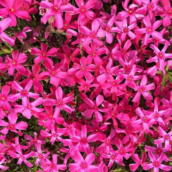 Floks szydlasty "Scarlet Flame"